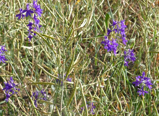 Blau bl&uuml;hender Feldrittersporn (Foto: BUND Nordhausen)