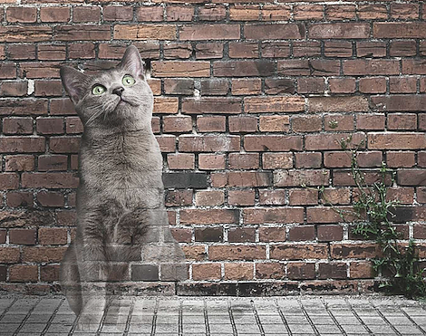 Lass deine Katze nicht verschwinden (Foto: Deutscher Tierschutzbund e.V.) Lass deine Katze nicht verschwinden (Foto: Deutscher Tierschutzbund e.V.)