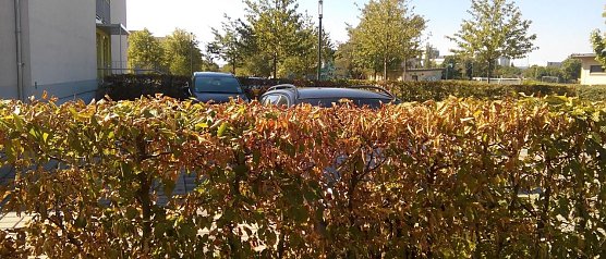 Sommer 2018 (Foto: Kurt Frank)