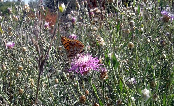 Kleiner Perlmuttfalter (Foto: B. Schwarzberg)