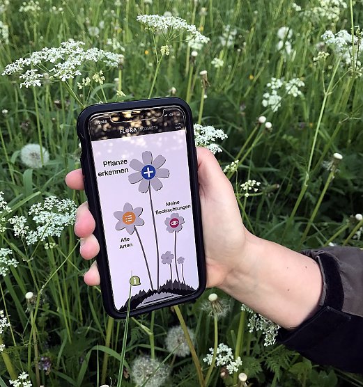 Einfache Pflanzenbestimmung mit dem Smartphone (Foto: Jana W&auml;ldchen)