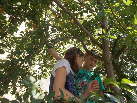 Mirabellen Mus gibt es am Freitag im Kinderkirchenladen (Foto: Frank Tuschy)