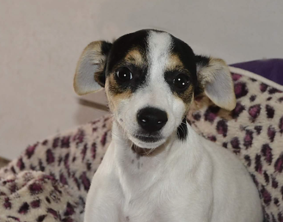 Tier der Woche: Minni (Foto: Tierheim Nordhausen)