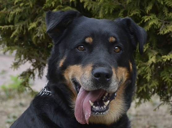 Tier der Woche: Cora (Foto: Tierheim Nordhausen)