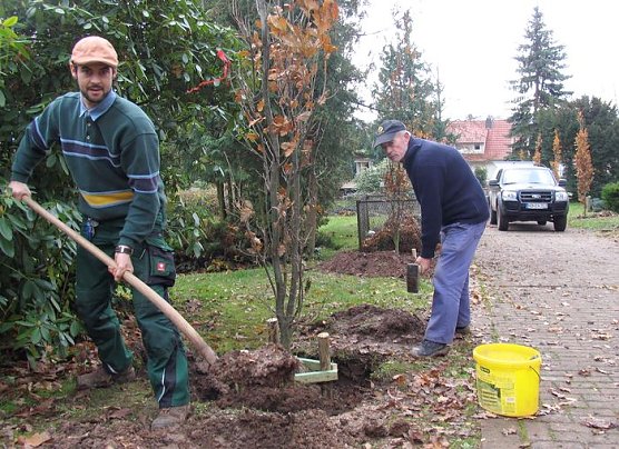 Gepflanzt (Foto: I. Bergmann)