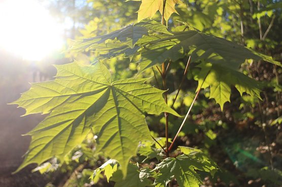 Wetterbild (Foto: Angelo Glashagel)