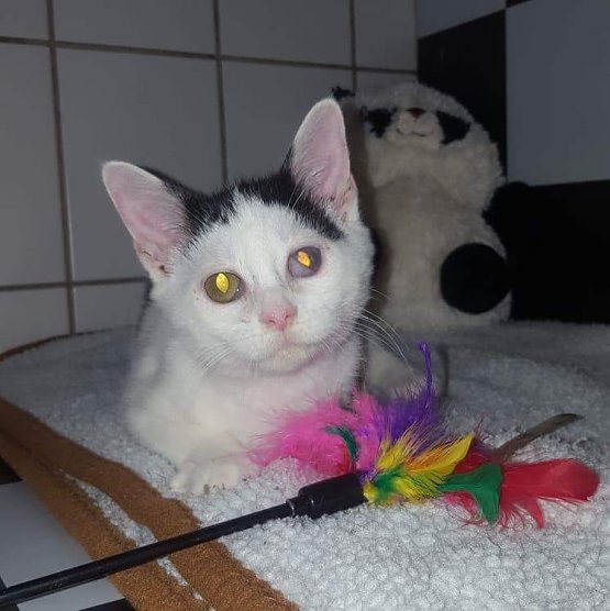 Tier der Woche: Bruni (Foto: Tierheim Nordhausen)