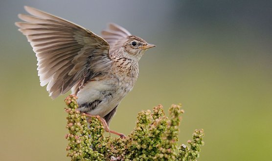 Feldlerche (Foto: Peter Lindel)