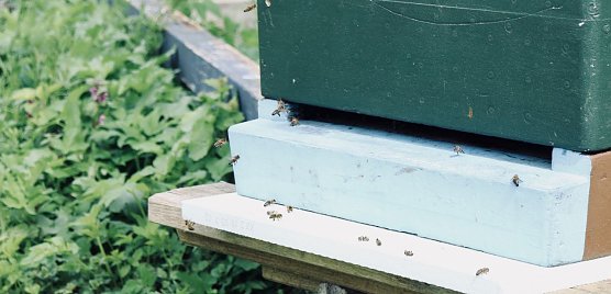 Honigbienen im Anflug (Foto: Angelo Glashagel) Honigbienen im Anflug (Foto: Angelo Glashagel)