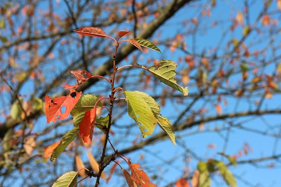 Wetterbild (Foto: Angelo Glashagel)
