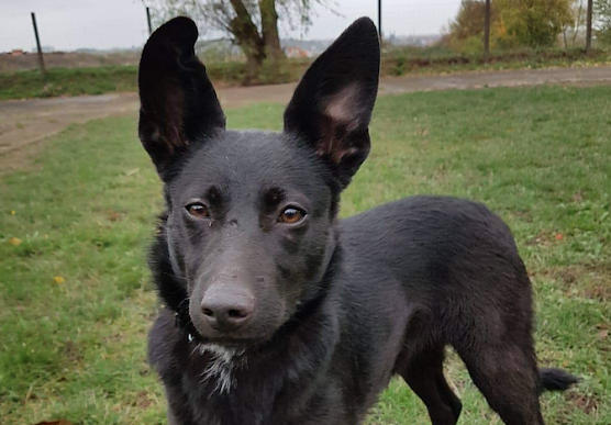 Tier der Woche: Nala (Foto: Tierheim Nordhausen)