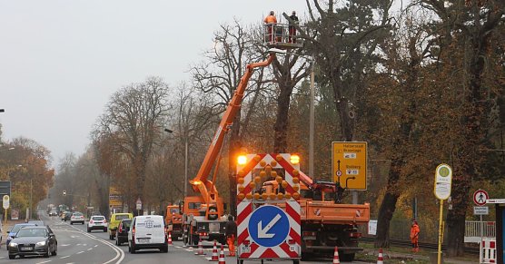 In der Parkallee müssen 13 Kastanien gefällt werden (Foto: Angelo Glashagel) In der Parkallee müssen 13 Kastanien gefällt werden (Foto: Angelo Glashagel)