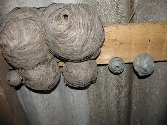 Entdeckt (Foto: P. Blei)