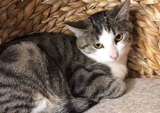 Tier der Woche: Don (Foto: Tierheim Nordhausen) Tier der Woche: Don (Foto: Tierheim Nordhausen)