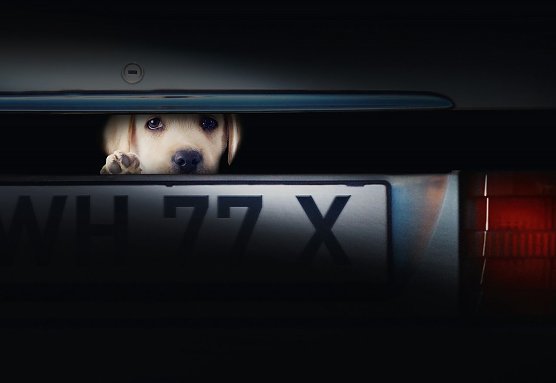 Symbolbild (Foto: Tierschutzbund Deutschland)