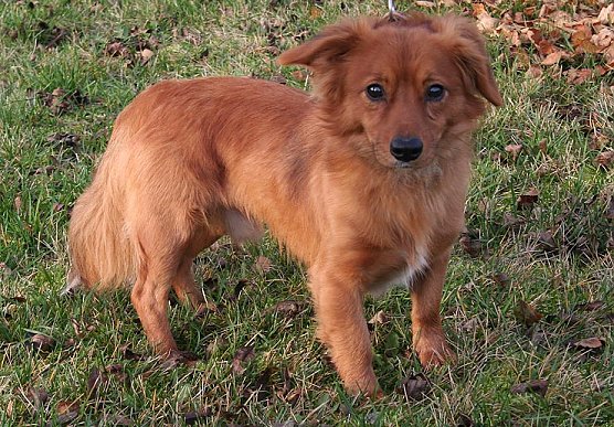 Frauchen gesucht (Foto: rh)