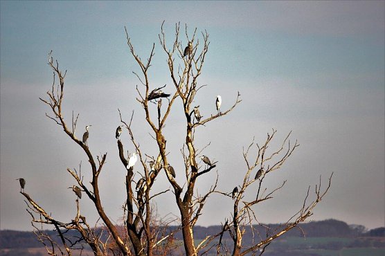 Grau- und Silberreiher auf einem Baum friedlich miteinander vereint (Foto: Manfred Hagemann)