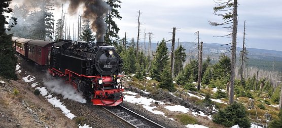 Der Harzer Winter wird nass (Foto: Schwalbenschwanz)