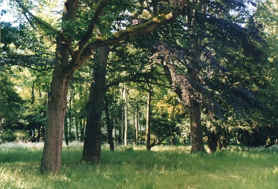 Lindenhof-Arboretum  (Foto: Heidelore Kneffel)