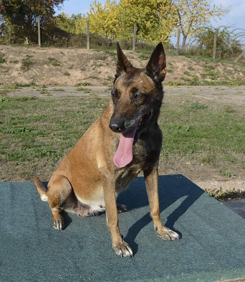 Tiere der Woche: Lee (Foto: Tierheim Nordhausen)