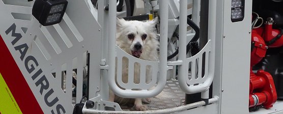 Hund und Katze gerettet (Foto: nnz)