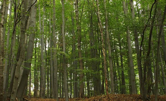 Buchenwald (Foto: LPV)