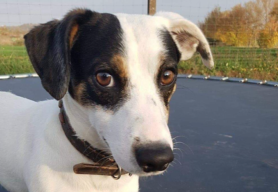 Tier der Woche: Vito (Foto: Tierheim Nordhausen)