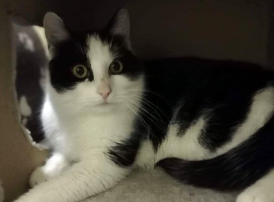 Emil, der H&uuml;bsche (Foto: Tierheim Nordhausen)