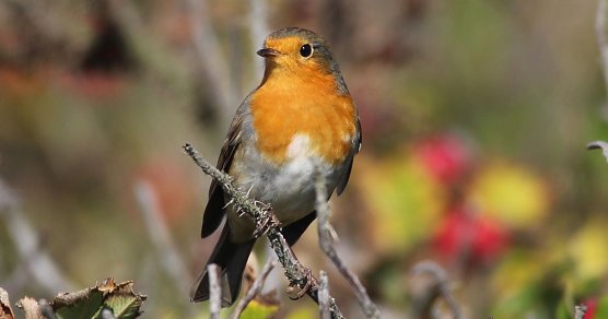 Bildunterschrift: Die rote Kehle macht es leicht, das Rotkehlchen zu bestimmen (Foto: LPV)