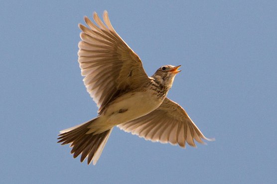 Die Feldlerche (Foto: Matthias Entelmann)