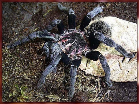 Nat&uuml;rlich auch mit dabei: diverse Vogelspinnenarten (Foto: Andr&eacute; Hein)