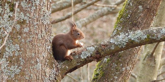 Eichh&ouml;rnchen sind auch im Winter aktiv (Foto: LPV)