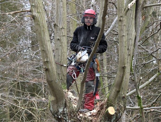 Schneiteln (Foto: J. Piper)