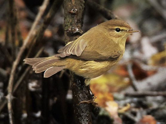 Ein Fitislaubs&auml;nger (Foto: Peter H&ouml;hns)
