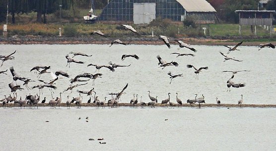 Kraniche am Stausee Kelbra (Foto: Peter Blei)