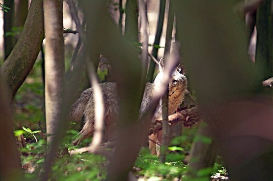 Weiblicher Jungwolf bei Ohrdruf (Foto: Steffan B&ouml;ttner)