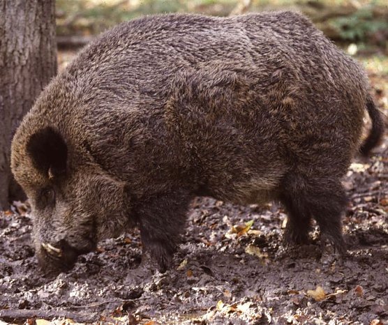 Wildschwein (Foto: privat)