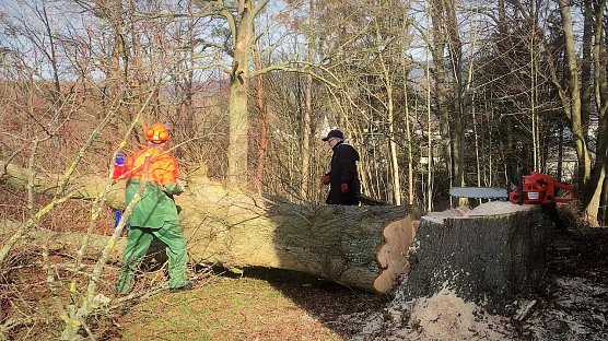 Baumfällaktion an der Ellricher Frauenbergskirche (Foto: Hannelore und Dr. Wolfgang R. Pientka) Baumfällaktion an der Ellricher Frauenbergskirche (Foto: Hannelore und Dr. Wolfgang R. Pientka)