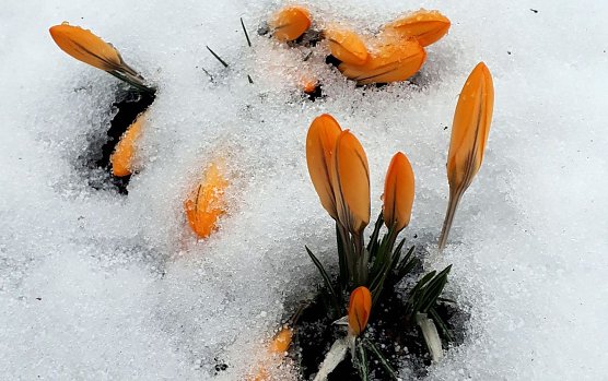 Trotz Gegenwehr: Der Kampf ist entschieden (Foto: W. J&ouml;rgens)