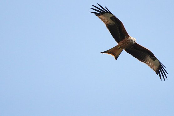 K&ouml;nigsweihe, Galbeweihe, Roter Drache � der Rotmilan hat viele Namen. (Foto: Nena Weiler/LPV)