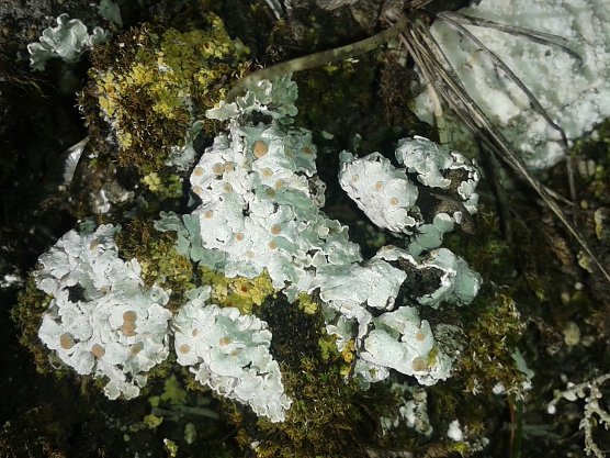 Die Bodenliegende Schuppenflechte (Squamarina lentigera) wird in der aktuellen Roten Liste Th&uuml;ringens als "vor dem Aussterben stehend" bezeichnet. J&uuml;ngst konnte die sehr seltene Art f&uuml;r den Landkreis Nordhausen best&auml;tigt werden (Foto: Bodo Schwarzberg)