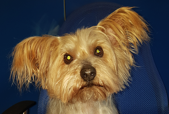 Tier der Woche: Teddy (Foto: Tierheim Nordhausen) Tier der Woche: Teddy (Foto: Tierheim Nordhausen)