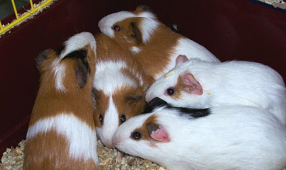 Entsorgt (Foto: Tierheim Nordhausen) Entsorgt (Foto: Tierheim Nordhausen)