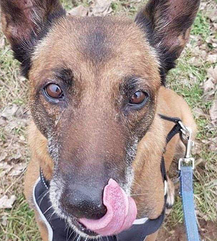 Tier der Woche: Lee (Foto: Tierheim Nordhausen)