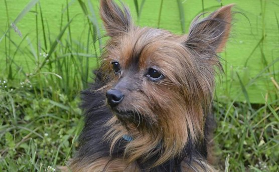 Tier der Woche: Bea (Foto: Tierheim Nordhausen)