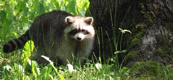 Waschb&auml;ren f&uuml;hlen sich hier wohl (Foto: Kurt Frank)