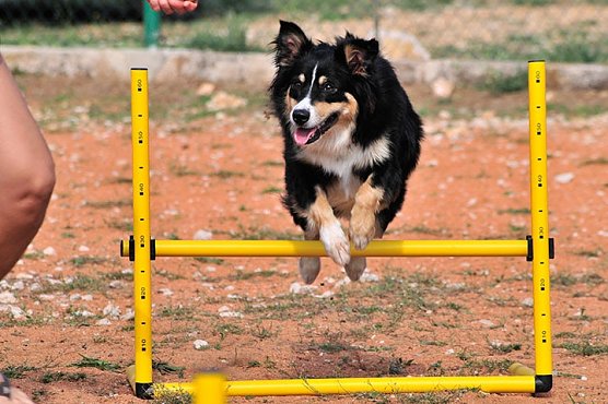 Urlaub mit und f&uuml;r den Vierbeiner (Foto: pincamp.de)