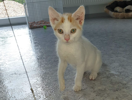 Tier der Woche: Bertha (Foto: Tierheim Nordhausen)