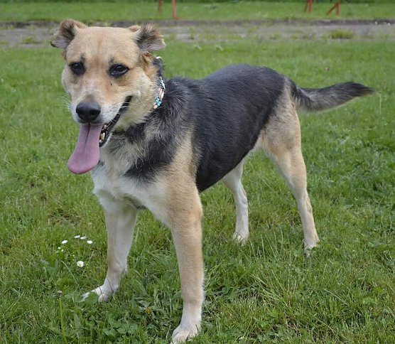 Tier der Woche: Bessi (Foto: Tierheim Nordhausen)