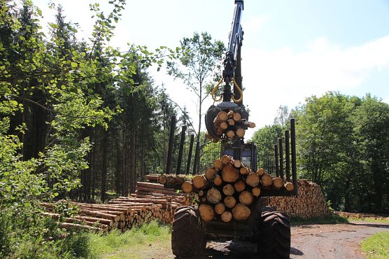 Holzeinschlag in Harzrigi (Foto: Pressestelle Stadt Nordhausen) Holzeinschlag in Harzrigi (Foto: Pressestelle Stadt Nordhausen)